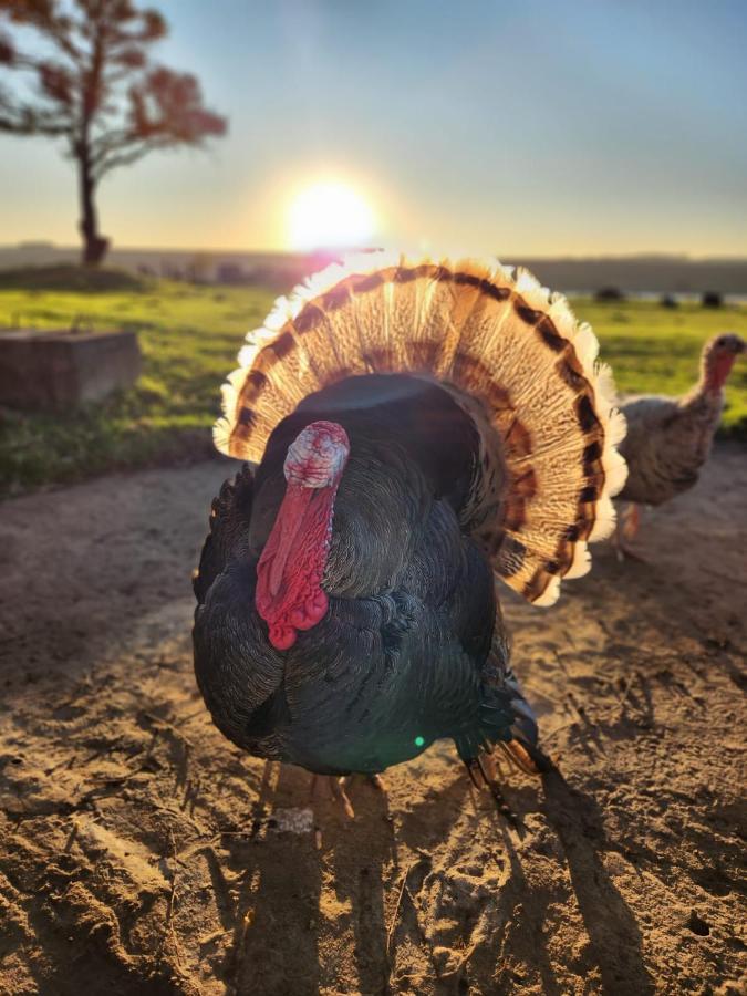 Dewdrop Farm Stay Ermelo Dış mekan fotoğraf